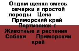 Отдам щенка смесь овчарки и простой породы › Цена ­ 100 - Приморский край, Партизанск г. Животные и растения » Собаки   . Приморский край